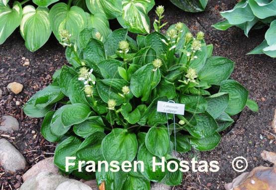 Hosta Lakeside Lollipop